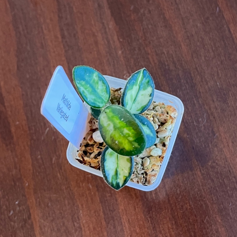 Hoya Mathilde Variegated - Picture 5 of 8